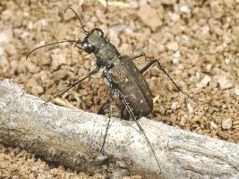 Le Tavole del Forum. Tav. I   Col. Carabidae Cicindelinae
